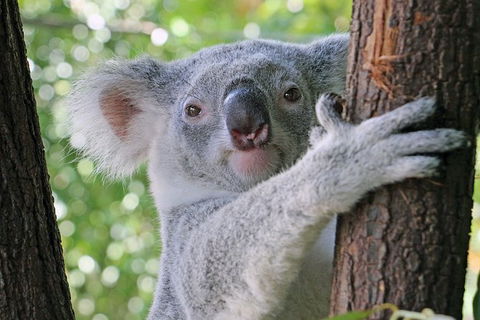 Virtual Interactive Australian Wildlife Tour With Private Guide-Wildlife Habitat - Accommodation Gold Coast 0
