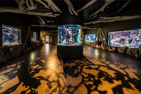 Cairns Aquarium By Twilight With 3 Course Dinner - Accommodation Gold Coast 7
