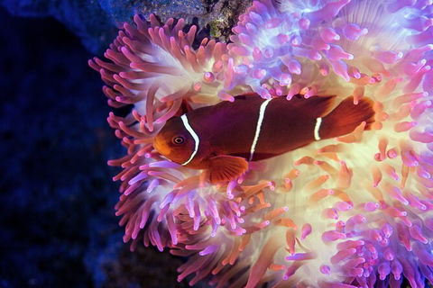 Cairns Aquarium By Twilight With 3 Course Dinner - Accommodation Gold Coast 6