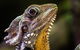 Cairns Aquarium By Twilight With 3 Course Dinner - thumb 5