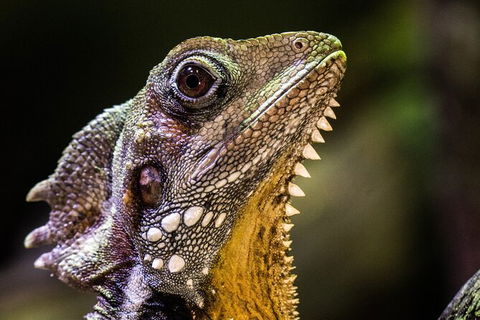Cairns Aquarium By Twilight With 3 Course Dinner - Accommodation Gold Coast 5