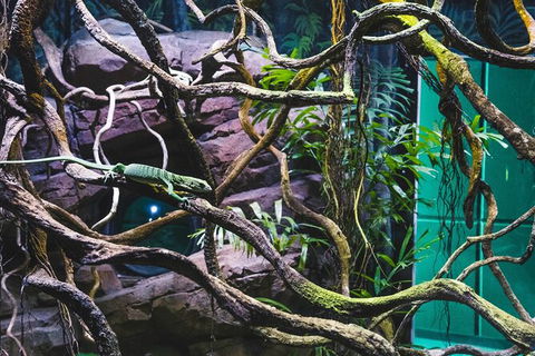 Cairns Aquarium By Twilight With 3 Course Dinner - Accommodation Gold Coast 8