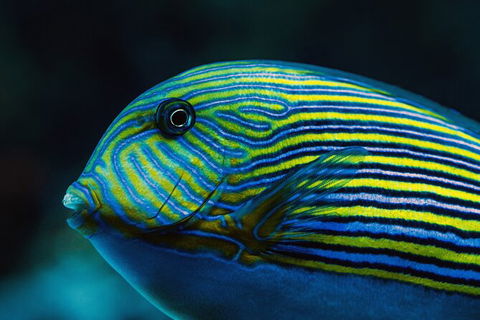 Cairns Aquarium By Twilight With 3 Course Dinner - Accommodation Gold Coast 4