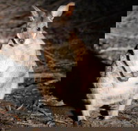 Small-Group Kangaroo Island 4WD Night Tour - 1 Gold Coast