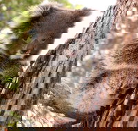 Kangaroo Island Luxury Small Group 'Island Life' Full Day Tour - 1 Gold Coast