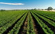 Adelaide Hills Wine Tour - thumb 1