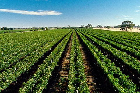 Adelaide Hills Wine Tour - Accommodation Gold Coast 1
