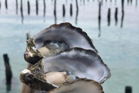 Coffin Bay Oysters, Ocean & Nature Tour - Accommodation Gold Coast 6