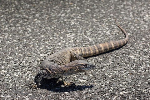 Coffin Bay Oysters, Ocean & Nature Tour - Accommodation Gold Coast 5