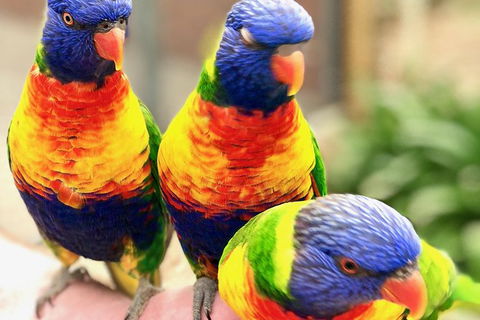 Coffin Bay Oysters, Ocean & Nature Tour - Accommodation Gold Coast 1