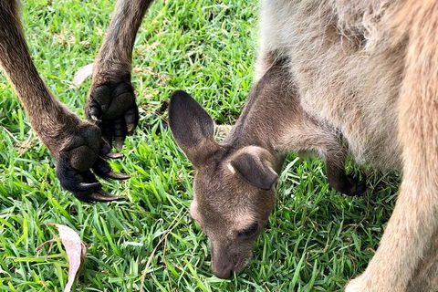 Coffin Bay Oysters, Ocean & Nature Tour - Accommodation Gold Coast 10
