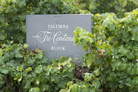 Yalumba Nursery & Grenache Discovery Tour + Platter Lunch - Accommodation Gold Coast 0
