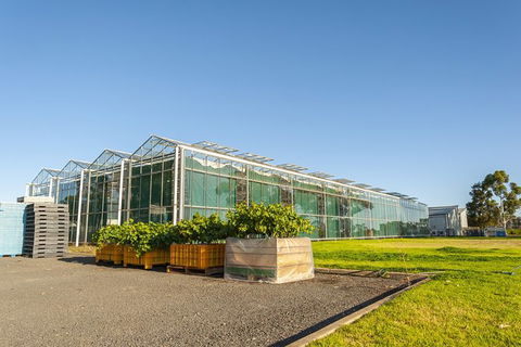 Yalumba Nursery & Grenache Discovery Tour + Platter Lunch - Accommodation Gold Coast 5