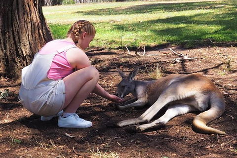 Adelaide Driving Tour - 1 Gold Coast 0