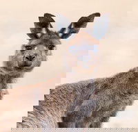 Kangaroo Island Luxury Small Group 'East End Explorer' Full Day Tour - 1 Gold Coast