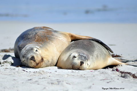 NEW TOUR - Kangaroo Island Road To Recovery Tour (1 Day/1 Night) - Accommodation Gold Coast 3