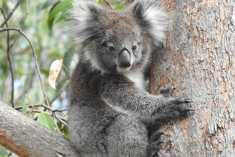 Adelaide Hills Private Day Tour - 1 Gold Coast 3
