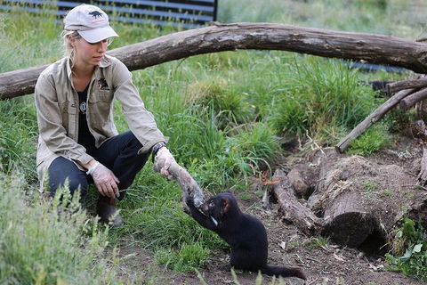 After Dark Tasmanian Devil Feeding Tour At Cradle Mountain - Accommodation Gold Coast 3