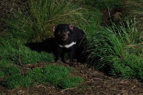 After Dark Tasmanian Devil Feeding Tour At Cradle Mountain - Accommodation Gold Coast 1