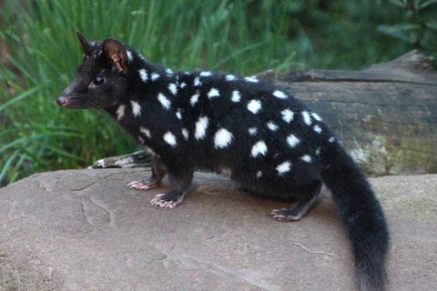 After Dark Tasmanian Devil Feeding Tour At Cradle Mountain - Accommodation Gold Coast 5