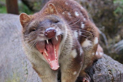 After Dark Tasmanian Devil Feeding Tour At Cradle Mountain - Accommodation Gold Coast 4