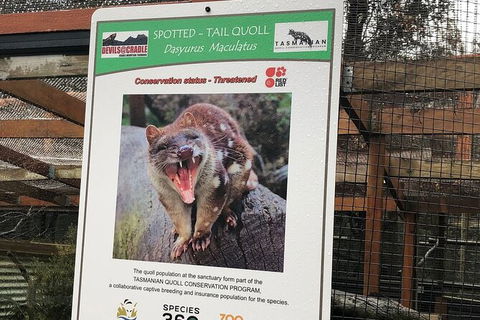 After Dark Tasmanian Devil Feeding Tour At Cradle Mountain - Accommodation Gold Coast 2