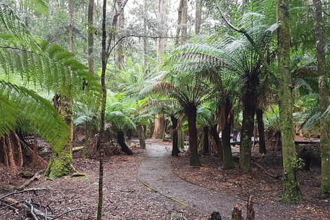 Cruise Ship Excursion: Stanley - Accommodation Gold Coast 5