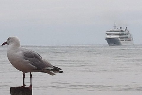 Cruise Ship Excursion: Stanley - Accommodation Gold Coast 9