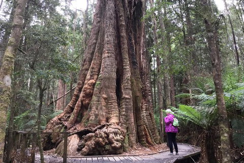 Cruise Ship Excursion: Stanley - Accommodation Gold Coast 11