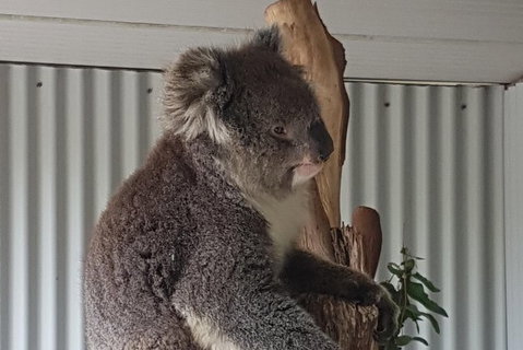 Shore Excursion: Coast, Caves And Wildlife Park - 8 Hour Tour - Accommodation Gold Coast 11