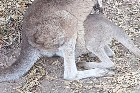 Shore Excursion: Coast, Caves And Wildlife Park - 8 Hour Tour - Accommodation Gold Coast 19
