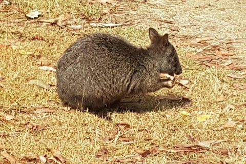 Shore Excursion: Coast, Caves And Wildlife Park - 8 Hour Tour - Accommodation Gold Coast 3