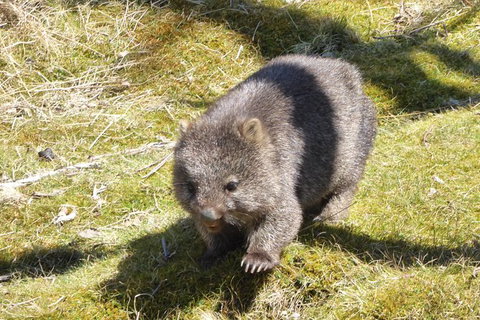 Shore Excursion: Coast, Caves And Wildlife Park - 8 Hour Tour - Accommodation Gold Coast 6