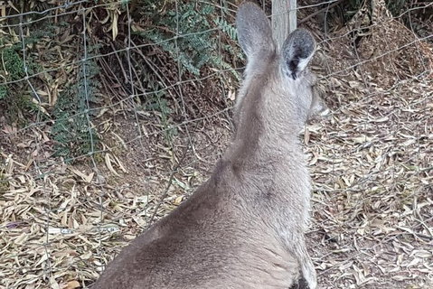 Shore Excursion: Coast, Caves And Wildlife Park - 8 Hour Tour - Accommodation Gold Coast 9