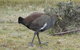 Shore Excursion: Coast, Caves And Wildlife Park - 8 Hour Tour - thumb 2