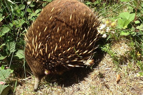 Shore Excursion: Coast, Caves And Wildlife Park - 8 Hour Tour - Accommodation Gold Coast 18
