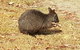 Cruise Ship Excursion: NW Tassie Coastal Explorer - thumb 4