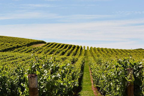Launceston Wine & Sightseeing Tours - Accommodation Gold Coast 3