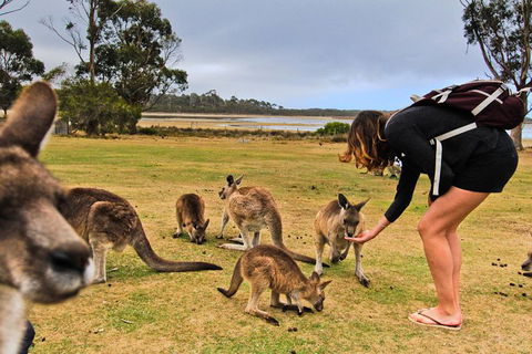 4-Day Fabulous Tasmania Tour: Wineglass Bay, Port Arthur, Devils & Bruny Island - Accommodation Gold Coast 5