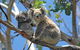 LGBT+ Friendly 2 Day Private Tour Great Ocean Road + Phillip Island - thumb 1