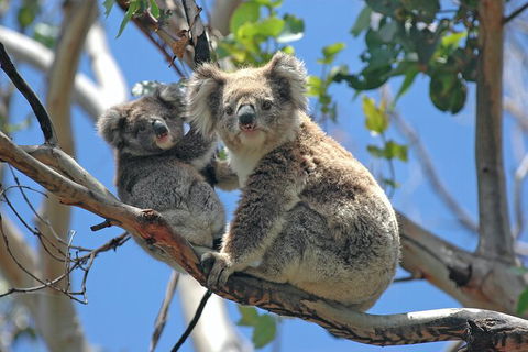LGBT+ Friendly 2 Day Private Tour Great Ocean Road + Phillip Island - Accommodation Gold Coast 1