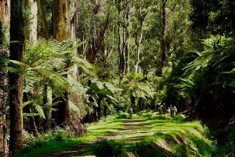 Aqueduct And Rail Trail Self-Guided Bike Tour In Warburton - Accommodation Gold Coast 1