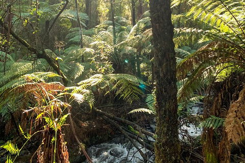 Hiking Tour To Aqueduct And Warburton Valley Lookout - Accommodation Gold Coast 3