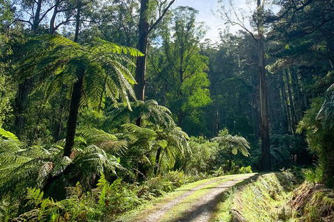 Hiking Tour To Aqueduct And Warburton Valley Lookout - Accommodation Gold Coast 1