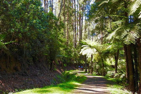 Half-Day Biking Activity From Aqueduct To California Redwoods - Accommodation Gold Coast 2