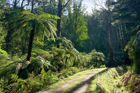 Half-Day Biking Activity From Aqueduct To California Redwoods - Accommodation Gold Coast 1