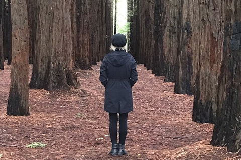 Half-Day Biking Activity From Aqueduct To California Redwoods - Accommodation Gold Coast 0