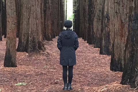 Private Aqueduct To California Redwoods Hiking Tour - Accommodation Gold Coast 1