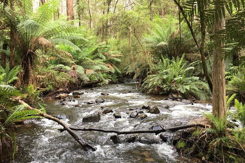 Private Aqueduct To California Redwoods Hiking Tour - Accommodation Gold Coast 3