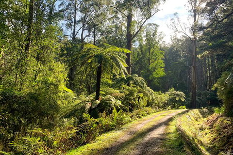 Private Aqueduct To California Redwoods Hiking Tour - Accommodation Gold Coast 0